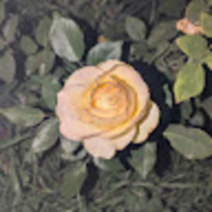 Meet your Posher, Noel